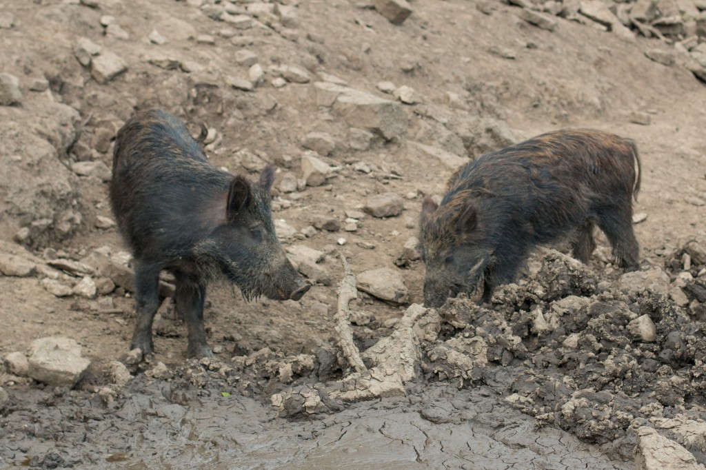 Wild boar having a conversation.