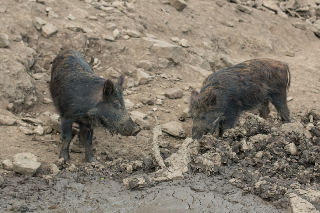 Wild boar having a conversation. 