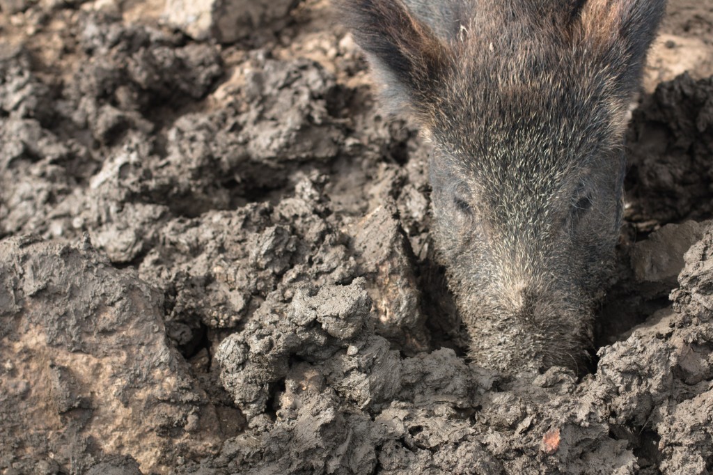 Camouflage boar