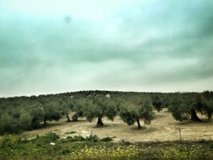 Olive Tree farm