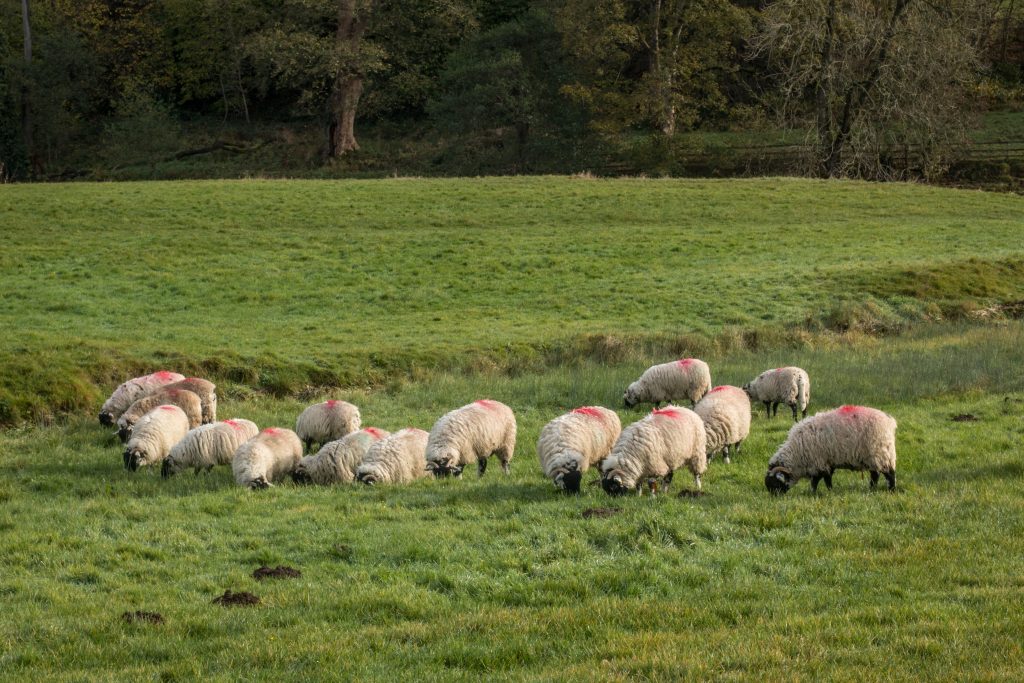 20161113_bolton-abbey-2