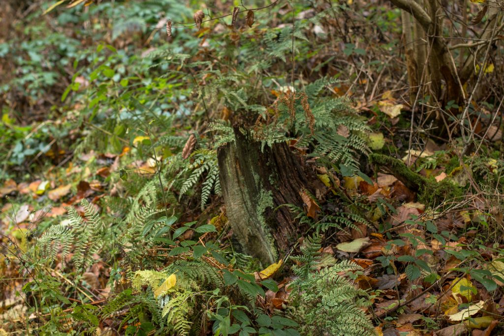 20161113_bolton-abbey-23