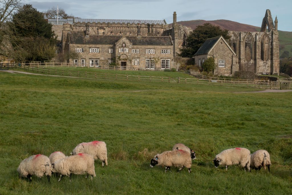 20161113_bolton-abbey-3