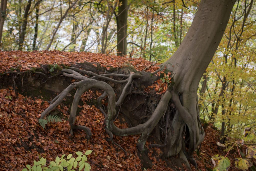 20161113_bolton-abbey-30