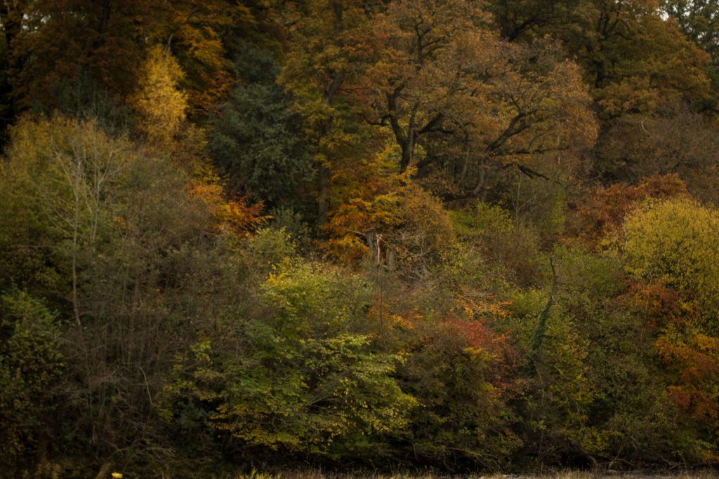 20161113_bolton-abbey-33